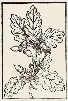 Acorns: OAK LEAVES AND ACORNS