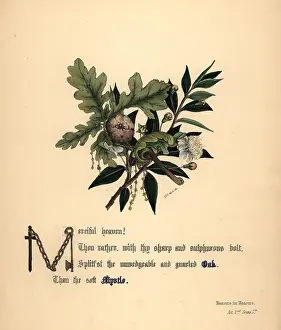 Myrtle: Oak and Myrtle (Measure for Measure)