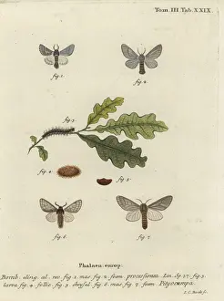 Klinger: Oak processionary moth, Thaumetopoea processionea