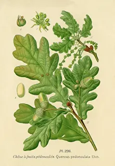 Acorns: OAK / QUERCUS