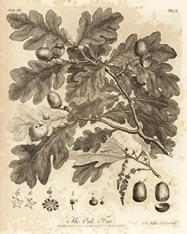Arborist: Oak tree with acorns, leaves and branch, Quercus robur