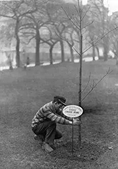 Beeing: An oak tree is beeing planted