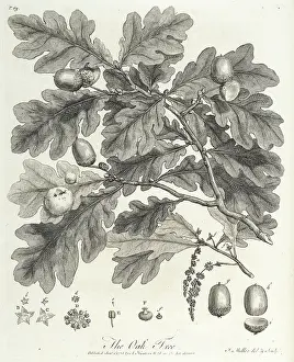 Constituent: Oak tree: branch and constituent parts