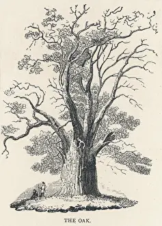 C1850: OAK TREE C1850