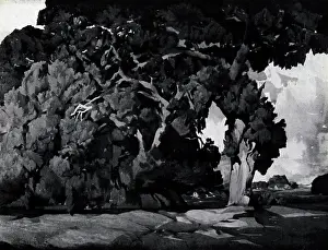 Mccomas: Oak Tree, California