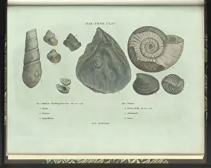 Accumulated: Oak Tree Clay fossils