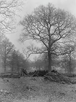 Chopped: Oak Tree in Coppice Woods, Abbey Wood