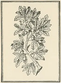1544: Oak Tree, Mattioli's Discorsi, 1544