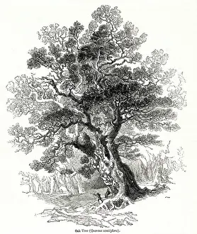 Quercus: Oak tree (Quercus sessiliflora)