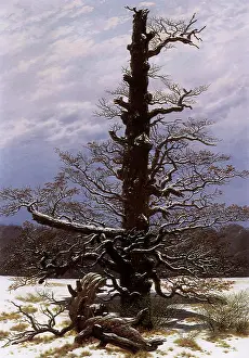 Caspar: The Oak Tree in the Snow, by Caspar David Friedrich