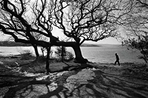 Conte: Oak woods, Pembrokeshire Coast