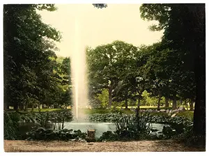 Oaks: Under the oaks, Harzburg, Hartz, Germany