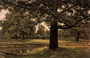 Oaks: Oaks in Old Peterhof
