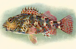 Hawaiian: Oapukai
