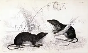 Oared: OARED SHREWS 1835