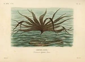 Oudet: Oarweed, Laminaria digitata