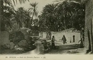 Oases: Oasis of date-palms, Biskra