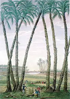 Villoteau: Oasis in Memphis, Egypt