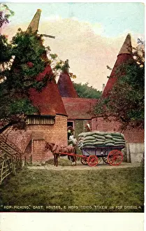 Hops: Oast House, Maidstone, Kent