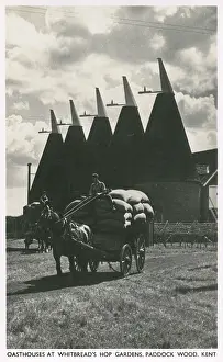 Oast: Oasthouses at Whitbread's Hop Gardens, Paddock Wood, Kent
