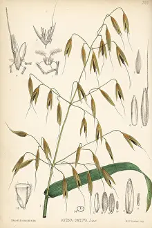Avena: Oats, Avena sativa