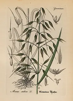Avena: Oats, Avena sativa