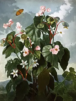 Begonia: The oblique-leaved Begonia