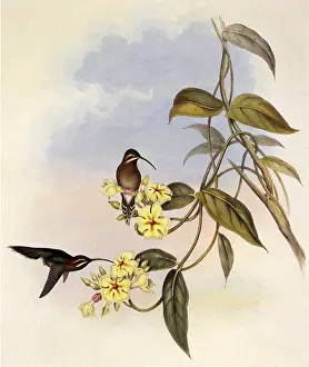 Phaethornis: Obscure Hermit, PhaEothornis Obscura