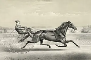 Trotter: Occident: (formerly Wonder) brown gelding, by pacing stalli