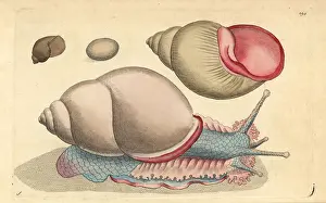 Bulla: Occidental bulla shell, Bulla occidua