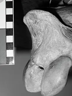 Odd Toed: Occipital bone of horse skull