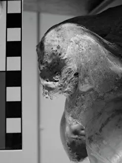 Odd Toed: Occipital bone of horse skull