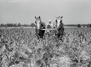 Cultivating: Occupations - Farmer - Agriculture - Man