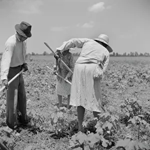 Hoeing: Occupations - People - Farmers - Workers