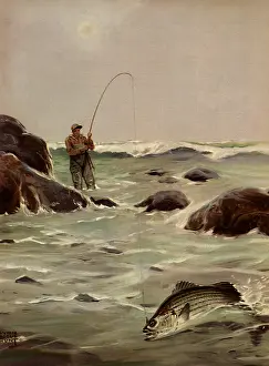 Bogue: Ocean Fishing