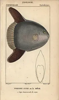 Mola: Ocean sunfish, Mola mola