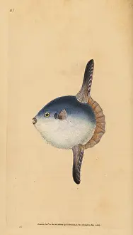 Mola: Ocean sunfish, Mola mola. Vulnerable