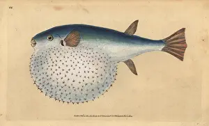 Tetrodon: Oceanic puffer, Lagocephalus lagocephalus