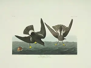 Wilsons: Oceanites oceanicus, Wilson's storm petrel
