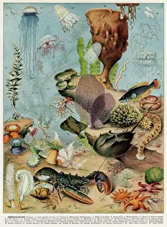 Lobster: Oceanography