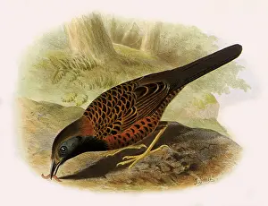 Ocellated: Ocellated Antbird, Phaenostictus mcleannani