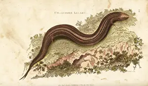 Ocellated: Ocellated or bronze skink, Chalcides ocellatus