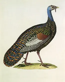Lizars: Ocellated Turkey, Agriocharis ocellata