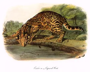 Catfish: Ocelot