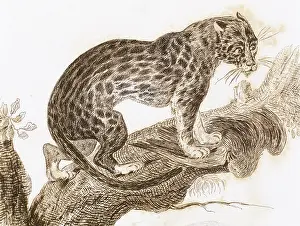 Dwarf: Ocelot