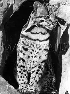 Ocelot: OCELOT
