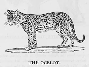 Pardalis: OCELOT (BEWICK)