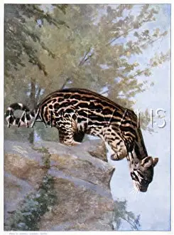 Pardalis: OCELOT, CENTRAL AMERICA