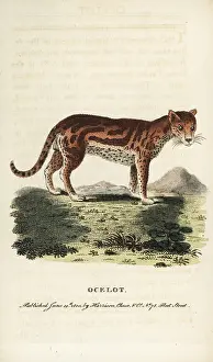Pardalis: Ocelot or dwarf leopard, Leopardus pardalis