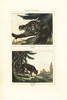 Barrs Buffon: Ocelot and golden jackal